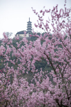 蘇州上方山櫻花