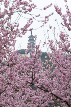 蘇州上方山櫻花