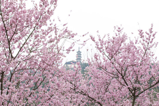 蘇州上方山櫻花
