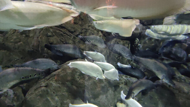 金龍魚銀龍魚