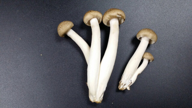 海鮮菇蘑菇