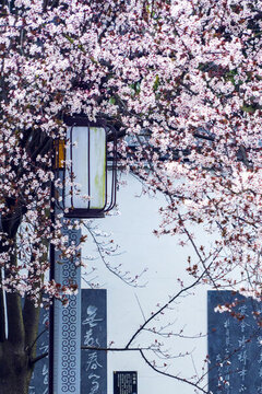 燈