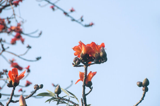 紅木棉