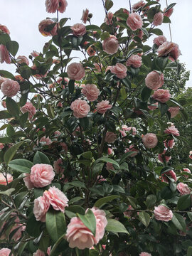 山茶花