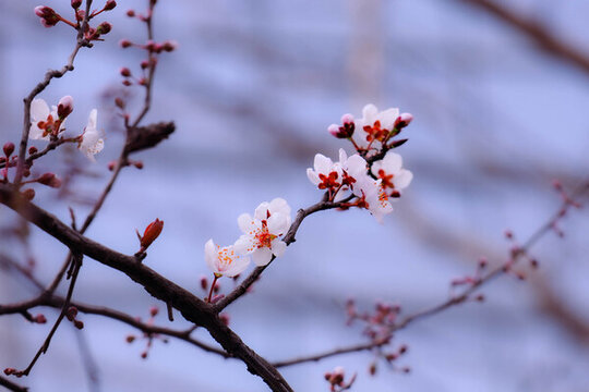 櫻花