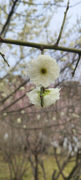 梅花