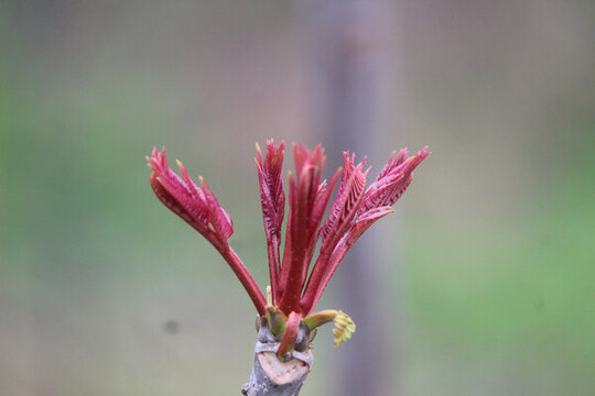 香春芽