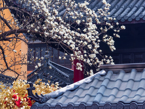 靈谷寺玉蘭