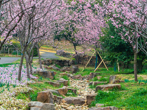 中山植物園櫻花