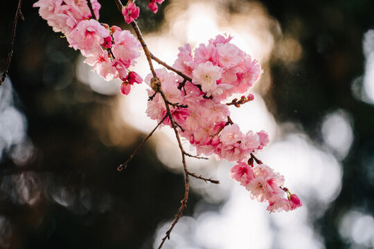 春天賞櫻花