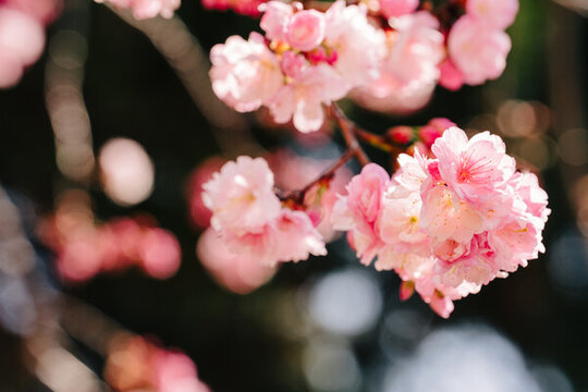 春天賞櫻花