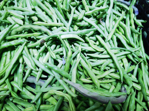無筋豆四季豆