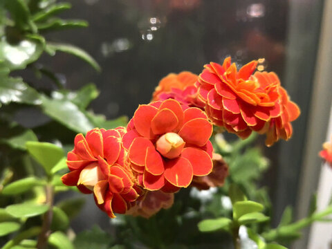 長壽花