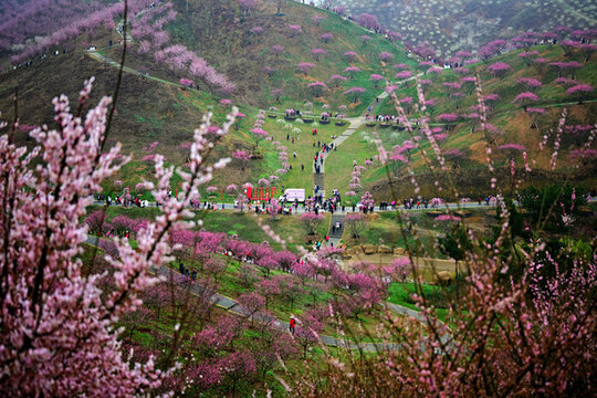 梅花景區(qū)