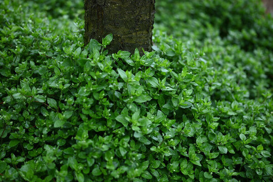 鵝腸草