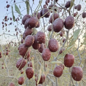 樹(shù)上的新疆大棗