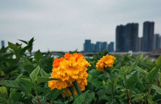 佛山市佛山新城佛山公園內(nèi)的萬壽菊