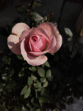粉色月季花