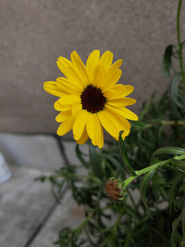 金光菊