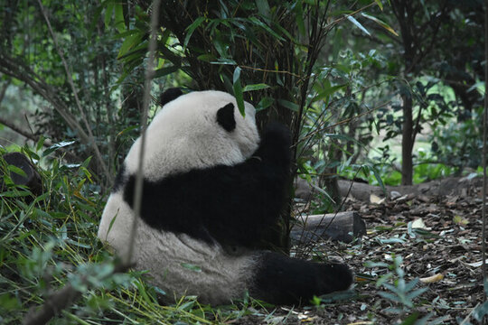 大熊貓panda