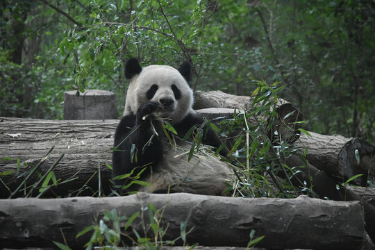 大熊貓panda