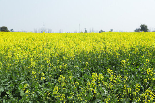油菜花地
