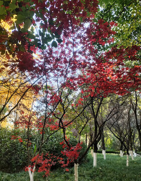 紅楓葉
