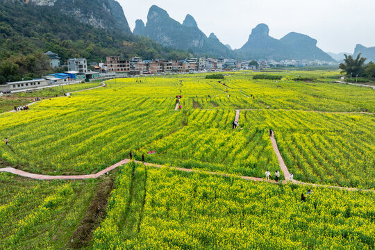 中國廣西荔浦鄉(xiāng)村油菜花開引客來