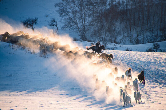 內(nèi)蒙壩上草原雪地奔馬