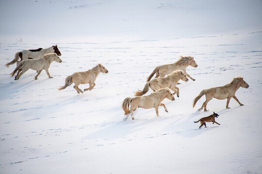 內(nèi)蒙壩上草原雪地奔馬與牧馬犬