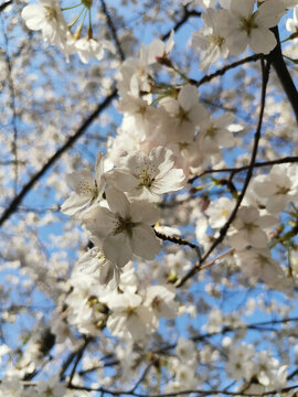 白櫻花