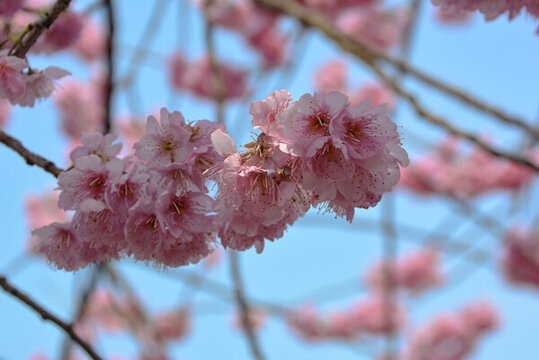東湖櫻花園