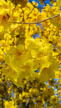 黃花風(fēng)玲