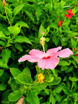芙蓉花