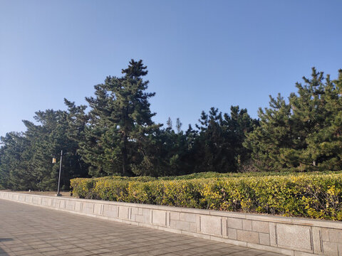 公園草木