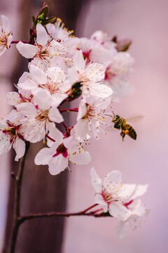蜜蜂在櫻花中采蜜