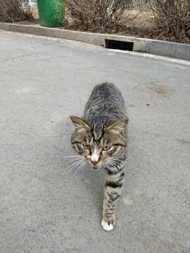 中華田園貓