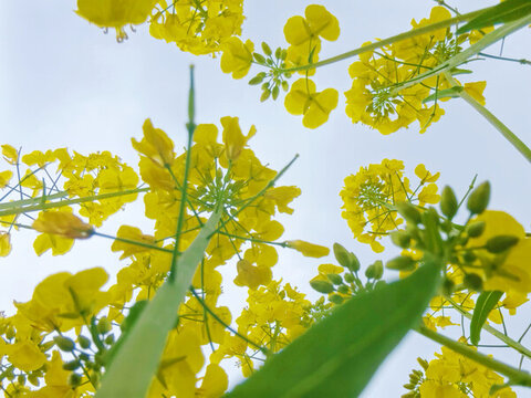 油菜花