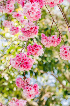 春天賞櫻花