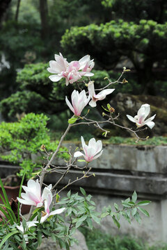 玉蘭花