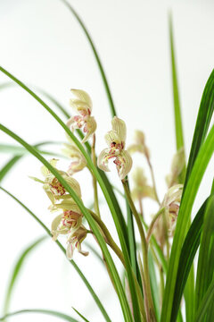 高清蘭花
