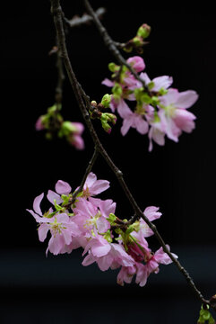 櫻花