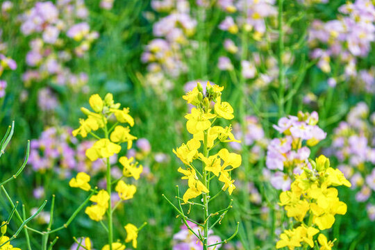 黃色油菜花