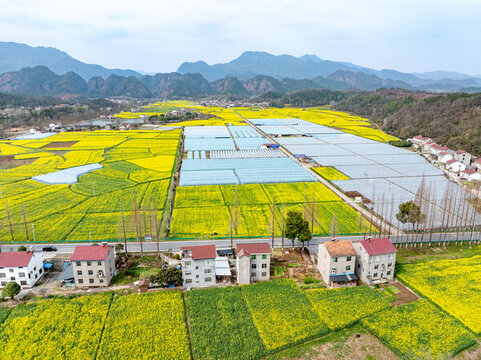 航拍鄉(xiāng)村農(nóng)田油菜花與溫室鳥瞰