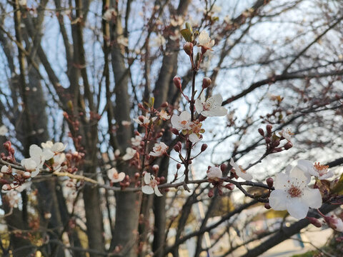 紫葉李花