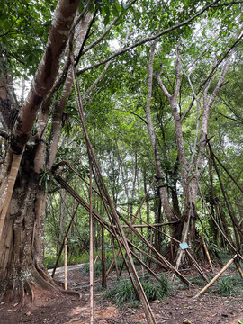 西雙版納熱帶植物園獨(dú)樹成林的奇特景觀
