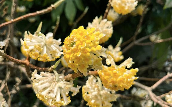 黃色的結(jié)香花