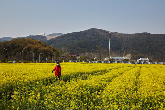 安徽省蕪湖市響水澗油菜花