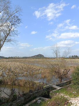 田野