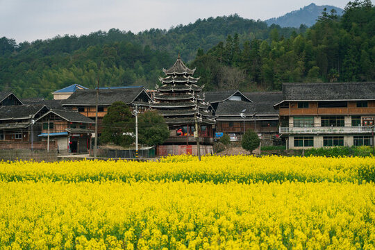 農(nóng)村油菜花盛開美麗景象
